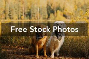 Best Free Resources for Car Dogs | My Caring Dog – Tips, Stories, and Care Guides for Loving Pet Owners