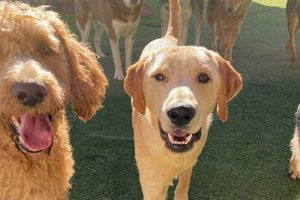 Best Ruff House Dog Day Care | Safe & Fun | My Caring Dog – Tips, Stories, and Care Guides for Loving Pet Owners