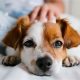 Caring for a Sick Dog: A Complete Guide | My Caring Dog – Tips, Stories, and Care Guides for Loving Pet Owners