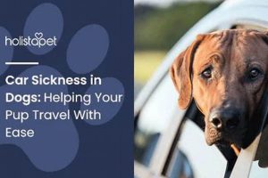 Ultimate Guide: Ease Dog Car Sickness Fast My Caring Dog – Tips, Stories, and Care Guides for Loving Pet Owners Ultimate Guide: Ease Dog Car Sickness Fast | My Caring Dog – Tips, Stories, and Care Guides for Loving Pet Owners