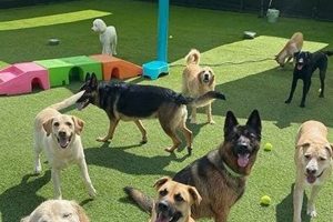 Best Dog Day Care in Royal Oak, MI | Top Kennels My Caring Dog – Tips, Stories, and Care Guides for Loving Pet Owners Best Dog Day Care in Royal Oak, MI | Top Kennels | My Caring Dog – Tips, Stories, and Care Guides for Loving Pet Owners