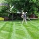 Top-Rated Dog-Safe Lawn Care Services | My Caring Dog – Tips, Stories, and Care Guides for Loving Pet Owners
