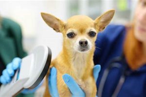 Found a Lost Dog? A Care Guide My Caring Dog – Tips, Stories, and Care Guides for Loving Pet Owners Found a Lost Dog? A Care Guide | My Caring Dog – Tips, Stories, and Care Guides for Loving Pet Owners