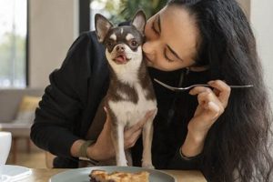 The Ultimate Guide for Car Dog Owners My Caring Dog – Tips, Stories, and Care Guides for Loving Pet Owners The Ultimate Guide for Car Dog Owners | My Caring Dog – Tips, Stories, and Care Guides for Loving Pet Owners