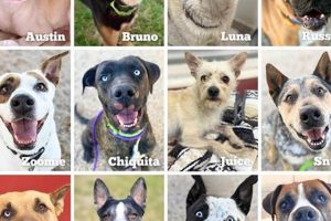 Find Your Furry Friend: Pima County Dogs My Caring Dog – Tips, Stories, and Care Guides for Loving Pet Owners Find Your Furry Friend: Pima County Dogs | My Caring Dog – Tips, Stories, and Care Guides for Loving Pet Owners