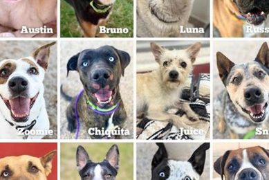 Find Your Furry Friend: Pima County Dogs My Caring Dog – Tips, Stories, and Care Guides for Loving Pet Owners Find Your Furry Friend: Pima County Dogs | My Caring Dog – Tips, Stories, and Care Guides for Loving Pet Owners