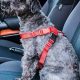 Top Mikki Dog Car Harness for Safe Travel | My Caring Dog – Tips, Stories, and Care Guides for Loving Pet Owners