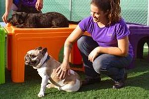 Top Dog Day Care in Spring TX: Best Options | My Caring Dog – Tips, Stories, and Care Guides for Loving Pet Owners