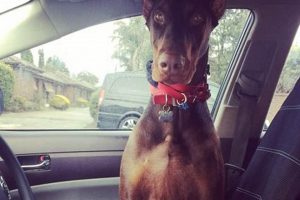 End Dog Car Sickness: Proven Tips & Tricks My Caring Dog – Tips, Stories, and Care Guides for Loving Pet Owners End Dog Car Sickness: Proven Tips & Tricks | My Caring Dog – Tips, Stories, and Care Guides for Loving Pet Owners