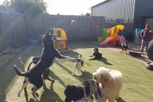 Best Dog Day Care in Kettering | Top Kennels My Caring Dog – Tips, Stories, and Care Guides for Loving Pet Owners Best Dog Day Care in Kettering | Top Kennels | My Caring Dog – Tips, Stories, and Care Guides for Loving Pet Owners