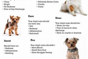 Healthy Dogs, Happy Owners: Car Dog Health Guide | My Caring Dog – Tips, Stories, and Care Guides for Loving Pet Owners