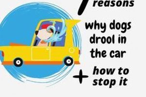 My Dog Drools In The Car My Caring Dog – Tips, Stories, and Care Guides for Loving Pet Owners My Dog Drools In The Car | My Caring Dog – Tips, Stories, and Care Guides for Loving Pet Owners