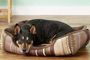 Best ASPCA Dog Beds for Car Travel My Caring Dog – Tips, Stories, and Care Guides for Loving Pet Owners Best ASPCA Dog Beds for Car Travel | My Caring Dog – Tips, Stories, and Care Guides for Loving Pet Owners