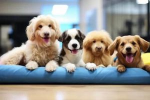 Top-Notch Dog Care Services for Your Loyal Companion My Caring Dog – Tips, Stories, and Care Guides for Loving Pet Owners Top-Notch Dog Care Services for Your Loyal Companion | My Caring Dog – Tips, Stories, and Care Guides for Loving Pet Owners