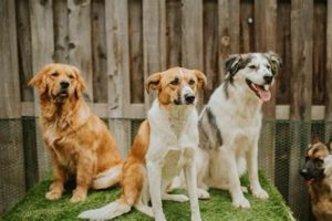 Top Portland Dog Day Care: Best Care My Caring Dog – Tips, Stories, and Care Guides for Loving Pet Owners Top Portland Dog Day Care: Best Care | My Caring Dog – Tips, Stories, and Care Guides for Loving Pet Owners