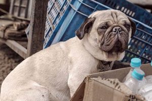 What Puppies Do in Cars: A Guide My Caring Dog – Tips, Stories, and Care Guides for Loving Pet Owners What Puppies Do in Cars: A Guide | My Caring Dog – Tips, Stories, and Care Guides for Loving Pet Owners