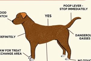 What Do Dogs My Caring Dog – Tips, Stories, and Care Guides for Loving Pet Owners What Do Dogs | My Caring Dog – Tips, Stories, and Care Guides for Loving Pet Owners