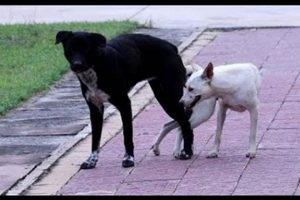 Car Dog Meetups Near You: Find a Paw-ty! My Caring Dog – Tips, Stories, and Care Guides for Loving Pet Owners Car Dog Meetups Near You: Find a Paw-ty! | My Caring Dog – Tips, Stories, and Care Guides for Loving Pet Owners