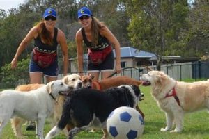 Best Dog Training and Day Care | Expert Care My Caring Dog – Tips, Stories, and Care Guides for Loving Pet Owners Best Dog Training and Day Care | Expert Care | My Caring Dog – Tips, Stories, and Care Guides for Loving Pet Owners