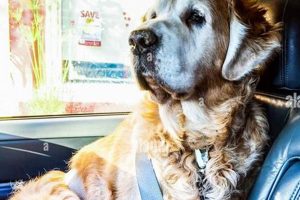 Dog Front Seat Rules: Safe or Risky? My Caring Dog – Tips, Stories, and Care Guides for Loving Pet Owners Dog Front Seat Rules: Safe or Risky? | My Caring Dog – Tips, Stories, and Care Guides for Loving Pet Owners