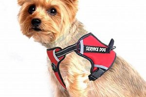 Best Dog Car Harness Near Me: Shop Local My Caring Dog – Tips, Stories, and Care Guides for Loving Pet Owners Best Dog Car Harness Near Me: Shop Local | My Caring Dog – Tips, Stories, and Care Guides for Loving Pet Owners