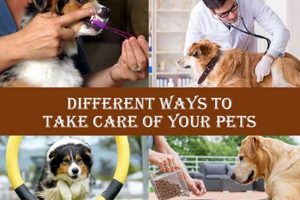 Essential Pet Care Guide: Tips & Tricks My Caring Dog – Tips, Stories, and Care Guides for Loving Pet Owners Essential Pet Care Guide: Tips & Tricks | My Caring Dog – Tips, Stories, and Care Guides for Loving Pet Owners