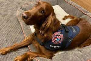 Best Therapy Dogs for Car Travel Companions My Caring Dog – Tips, Stories, and Care Guides for Loving Pet Owners Best Therapy Dogs for Car Travel Companions | My Caring Dog – Tips, Stories, and Care Guides for Loving Pet Owners