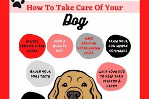 Essential Dog Care Guide: Tips & Advice My Caring Dog – Tips, Stories, and Care Guides for Loving Pet Owners Essential Dog Care Guide: Tips & Advice | My Caring Dog – Tips, Stories, and Care Guides for Loving Pet Owners