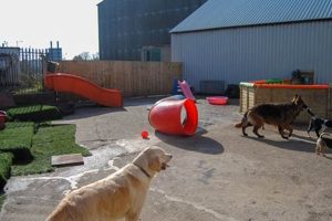 Best Dog Day Care in SA1 | Deputy My Caring Dog – Tips, Stories, and Care Guides for Loving Pet Owners Best Dog Day Care in SA1 | Deputy | My Caring Dog – Tips, Stories, and Care Guides for Loving Pet Owners