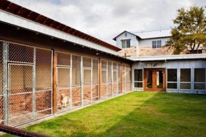 Top Dog Day Care in Georgetown, TX My Caring Dog – Tips, Stories, and Care Guides for Loving Pet Owners Top Dog Day Care in Georgetown, TX | My Caring Dog – Tips, Stories, and Care Guides for Loving Pet Owners