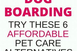 Top Affordable Dog Care Near Me: Find Your Pet Sitter My Caring Dog – Tips, Stories, and Care Guides for Loving Pet Owners Top Affordable Dog Care Near Me: Find Your Pet Sitter | My Caring Dog – Tips, Stories, and Care Guides for Loving Pet Owners