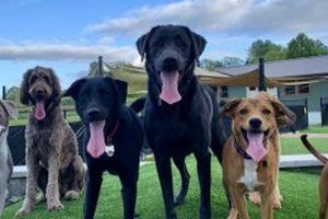 Best Dog Day Care in Asheville NC | Top Kennels My Caring Dog – Tips, Stories, and Care Guides for Loving Pet Owners Best Dog Day Care in Asheville NC | Top Kennels | My Caring Dog – Tips, Stories, and Care Guides for Loving Pet Owners