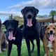 Best Dog Day Care in Asheville NC | Top Kennels | My Caring Dog – Tips, Stories, and Care Guides for Loving Pet Owners