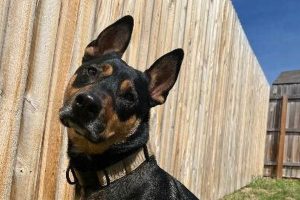 Dog Rescue San Antonio Texas My Caring Dog – Tips, Stories, and Care Guides for Loving Pet Owners Dog Rescue San Antonio Texas | My Caring Dog – Tips, Stories, and Care Guides for Loving Pet Owners