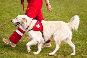 Heroic Rescue Service Dogs: Lifesavers My Caring Dog – Tips, Stories, and Care Guides for Loving Pet Owners Heroic Rescue Service Dogs: Lifesavers | My Caring Dog – Tips, Stories, and Care Guides for Loving Pet Owners