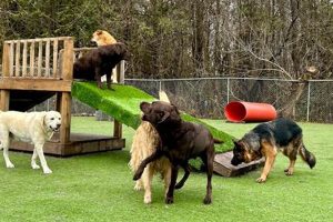 Best Dog Dayz Dog Care & Training Inc. Near You My Caring Dog – Tips, Stories, and Care Guides for Loving Pet Owners Best Dog Dayz Dog Care & Training Inc. Near You | My Caring Dog – Tips, Stories, and Care Guides for Loving Pet Owners