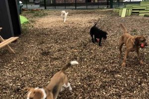 Dog Day Care Trafford Park My Caring Dog – Tips, Stories, and Care Guides for Loving Pet Owners Dog Day Care Trafford Park | My Caring Dog – Tips, Stories, and Care Guides for Loving Pet Owners