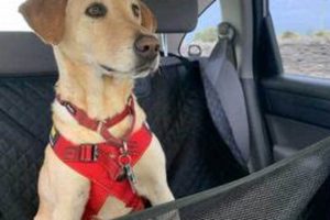Top Ruff Rider Dog Car Harness for Safe Travels My Caring Dog – Tips, Stories, and Care Guides for Loving Pet Owners Top Ruff Rider Dog Car Harness for Safe Travels | My Caring Dog – Tips, Stories, and Care Guides for Loving Pet Owners