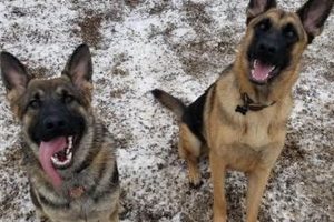 Top Dog Day Care in Traverse City, MI My Caring Dog – Tips, Stories, and Care Guides for Loving Pet Owners Top Dog Day Care in Traverse City, MI | My Caring Dog – Tips, Stories, and Care Guides for Loving Pet Owners