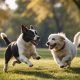 Dog Socializing Near Me | My Caring Dog – Tips, Stories, and Care Guides for Loving Pet Owners