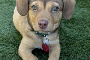 Top Dogs Near Me: Car-Friendly Pups My Caring Dog – Tips, Stories, and Care Guides for Loving Pet Owners Top Dogs Near Me: Car-Friendly Pups | My Caring Dog – Tips, Stories, and Care Guides for Loving Pet Owners