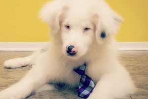 Essential Blind Dog Care Guide & Tips My Caring Dog – Tips, Stories, and Care Guides for Loving Pet Owners Essential Blind Dog Care Guide & Tips | My Caring Dog – Tips, Stories, and Care Guides for Loving Pet Owners