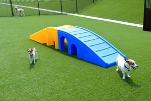 Top Dog Day Care in Frisco TX: Best Facilities My Caring Dog – Tips, Stories, and Care Guides for Loving Pet Owners Top Dog Day Care in Frisco TX: Best Facilities | My Caring Dog – Tips, Stories, and Care Guides for Loving Pet Owners
