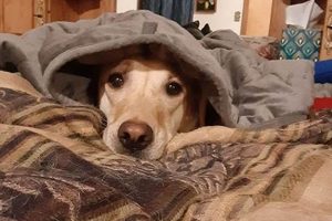 Best Happy Dog Day Care in Carlinville IL | Top Rated My Caring Dog – Tips, Stories, and Care Guides for Loving Pet Owners Best Happy Dog Day Care in Carlinville IL | Top Rated | My Caring Dog – Tips, Stories, and Care Guides for Loving Pet Owners