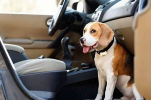 Best Car Sick Dog Medicine: Relief for Travel My Caring Dog – Tips, Stories, and Care Guides for Loving Pet Owners Best Car Sick Dog Medicine: Relief for Travel | My Caring Dog – Tips, Stories, and Care Guides for Loving Pet Owners