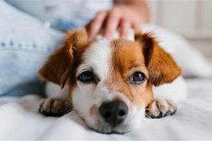 Expert Guide: Caring for Your Sick Dog at Home My Caring Dog – Tips, Stories, and Care Guides for Loving Pet Owners Expert Guide: Caring for Your Sick Dog at Home | My Caring Dog – Tips, Stories, and Care Guides for Loving Pet Owners