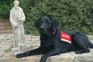 St Francis Service Dogs My Caring Dog – Tips, Stories, and Care Guides for Loving Pet Owners St Francis Service Dogs | My Caring Dog – Tips, Stories, and Care Guides for Loving Pet Owners