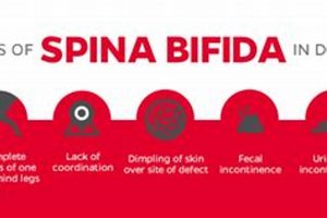 Expert Spina Bifida Dog Care Guide My Caring Dog – Tips, Stories, and Care Guides for Loving Pet Owners Expert Spina Bifida Dog Care Guide | My Caring Dog – Tips, Stories, and Care Guides for Loving Pet Owners