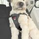 Best Easy Rider Car Harness for Dogs: Safe Travels | My Caring Dog – Tips, Stories, and Care Guides for Loving Pet Owners