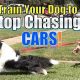 How To Train A Dog Not To Chase Cars | My Caring Dog – Tips, Stories, and Care Guides for Loving Pet Owners